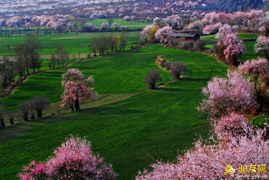 林芝桃花